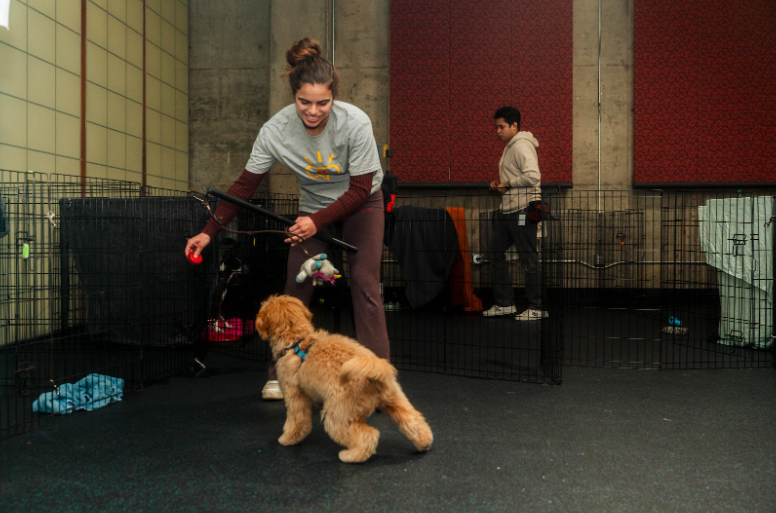 puppy-kindergarten